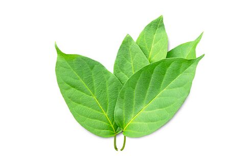 Blutforde Gymnema sylvestre özü içerir